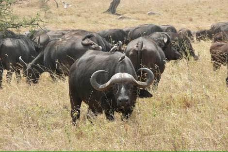 Mabalingwe Uzuri Lodge ベラ・ベラ エクステリア 写真
