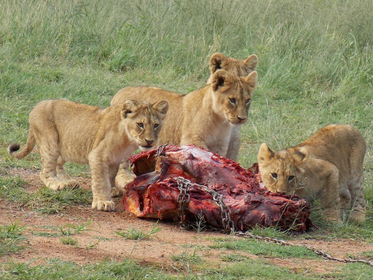 Mabalingwe Uzuri Lodge ベラ・ベラ エクステリア 写真